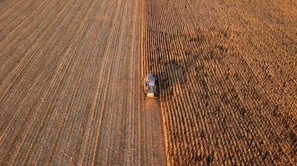 Sticker - aerial with combine cutting corn on field in golden sunset light. 