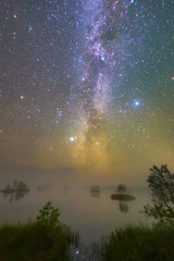 Wall Mural - swamp in the night