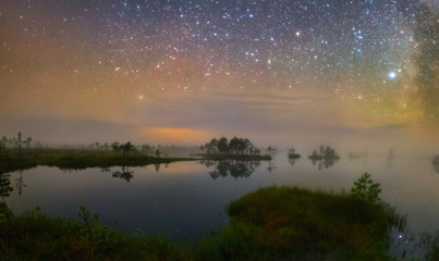 Wall Mural - swamp in the night