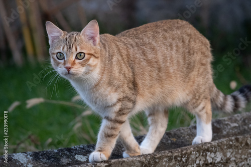 Chat Tigre Marchant Sur Un Muret Stock Photo Adobe Stock