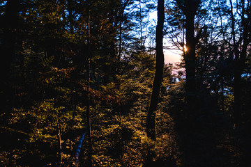 Poster - Beautiful scenery at sunset sunbeam through the tree in the forest.