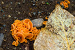 orange peel fungus and a leaf