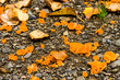 orange peel fungus patch