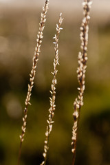 Wall Mural - Three Strings of Texas Wildgrass