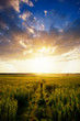 © sutadimages - Feel good freedom concept. Happy young asian man enjoying freedom with open hands in farm and sunset sky background.