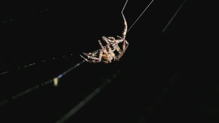 Big spider making a web at night. Large spider on a web