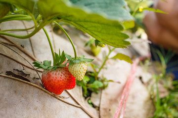 strawberry farm temperate fruits.