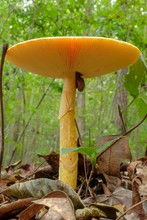 A Snail Feasting On A Tall American Caesars's Mushroom, Amanita Jacksonii, Emerging From The Volva With Beautiful Red-orange Bulbous Cap At Yates Mill County Park In Raleigh North Carolina