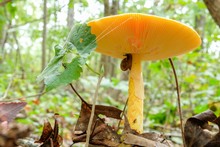 A Snail Feasting On An American Caesars's Mushroom, Amanita Jacksonii, Emerging From The Volva With Beautiful Red-orange Bulbous Cap At Yates Mill County Park In Raleigh North Carolina