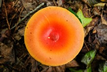 An Extraordinarily Symmetrical Top View Of An American Caesars's Mushroom, Amanita Jacksonii, With Beautiful Red-orange Cap At Yates Mill County Park In Raleigh North Carolina