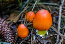 A Young Trio Of American Caesars's Mushroom, Amanita Jacksonii, Emerging From The Volva With Beautiful Red-orange Bulbous Cap At Yates Mill County Park In Raleigh North Carolina