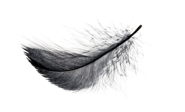 Fototapete - Single black floating feather on white background.