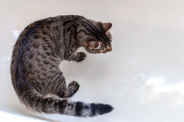 Wall Mural - Cat in the bathroom. Concept hygiene cats. Close up