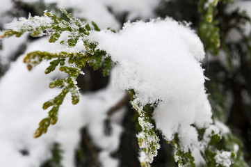 Wall Mural - Fir branch on snow. Winter landscape. natural snow scene