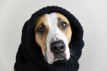 Cute dog in warm clothes concept. Close-up image of  staffordshire terrier puppy in black scarf in studio background