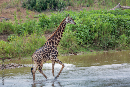 Vászonkép Giraffe in Kruger National park, South Africa