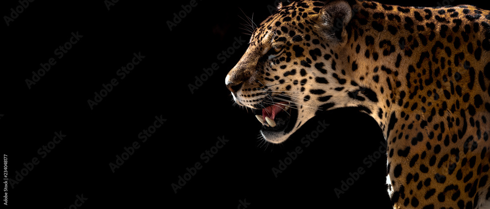 Obraz na płótnie cheetah, leopard, jaguar w salonie
