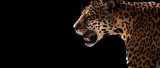 Fototapeta Zwierzęta - cheetah, leopard, jaguar