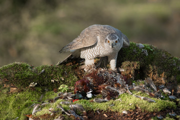 Poster - A very close photograph of a female goshawk, Accipiter gentilis, feeding on a male cock pheasant