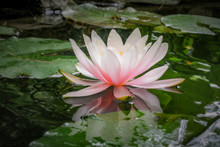 Pink Water Lily Marliacea Rosea Or Lotus Flower On The Background Of  Green Leaves And Old Stones, Black Water Of Pond. Nature Concept For Design