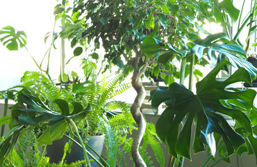 Large indoor plants near the white wall