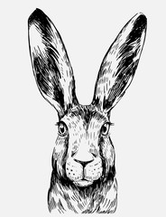 Wall Mural - sketch of hare. hand drawn illustration converted to vector