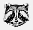 Sketch of racoon. Hand drawn illustration converted to vector