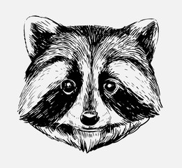 Wall Mural - sketch of racoon. hand drawn illustration converted to vector