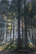 © Ars Ulrikusch - Wald im Nebel