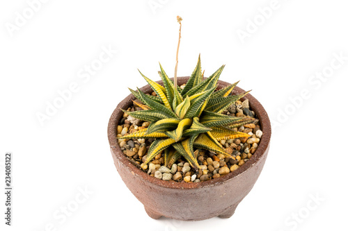 Macro Shot Of Haworthia Limifolia Variegata Is A Succulents Cactus Macro Shot Of Haworthia Limifolia Variegata Is A Succulents Cactus Plant In Ceramic Pot Isolated