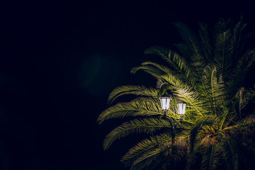 Wall Mural - night dark atmospheric tropic landscape view with palm tree leaves in street lantern light with glares, copy space