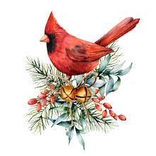 Watercolor Christmas Card With Red Cardinal And Winter Plants. Hand Painted Bird With Bells, Holly, Red Bow, Berries, Fir And Eucalyptus Branch Isolated On White Background. Holiday Symbol For Design.