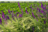 Fototapeta Lawenda - meadow grasses, flowers, fields