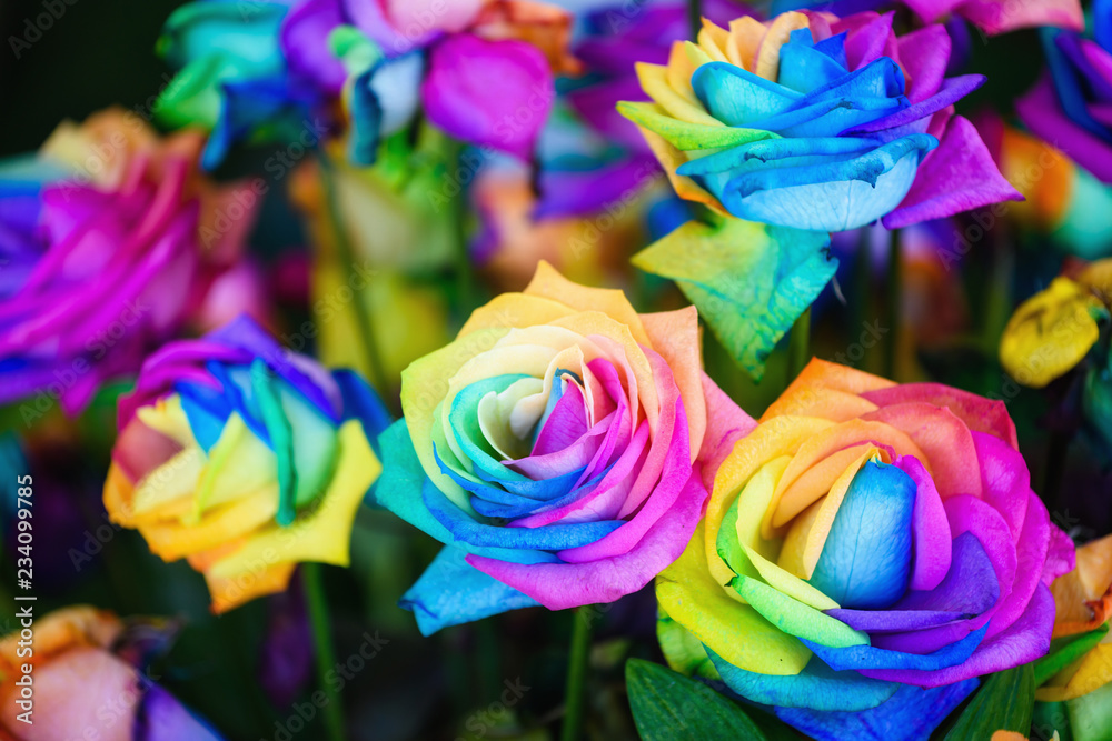 rainbow rose flowers with colorful petals. - obrazy, fototapety, plakaty 