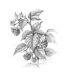 Wall Mural - raspberry branch pencil drawing