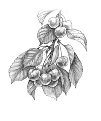 Wall Mural - sweet cherry pencil drawing