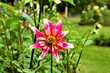 Red Star Dahlia with bumblebee