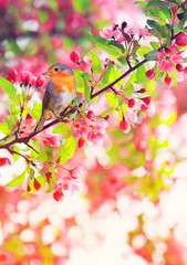 Wall Mural - bird robin sitting on a branch of a flowering pink apple tree in the spring garden of may