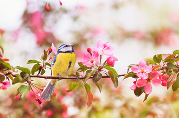 Wall Mural - little bird tit sitting on an apple tree branch with bright pink flowers in spring garden