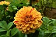 Yellow Dahlia with Red Highlights