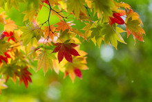 Maple Tree Over Green Background