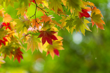 maple tree over green background