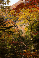 Wall Mural - Beautiful Autumn forest