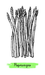 Wall Mural - ink sketch of asparagus.