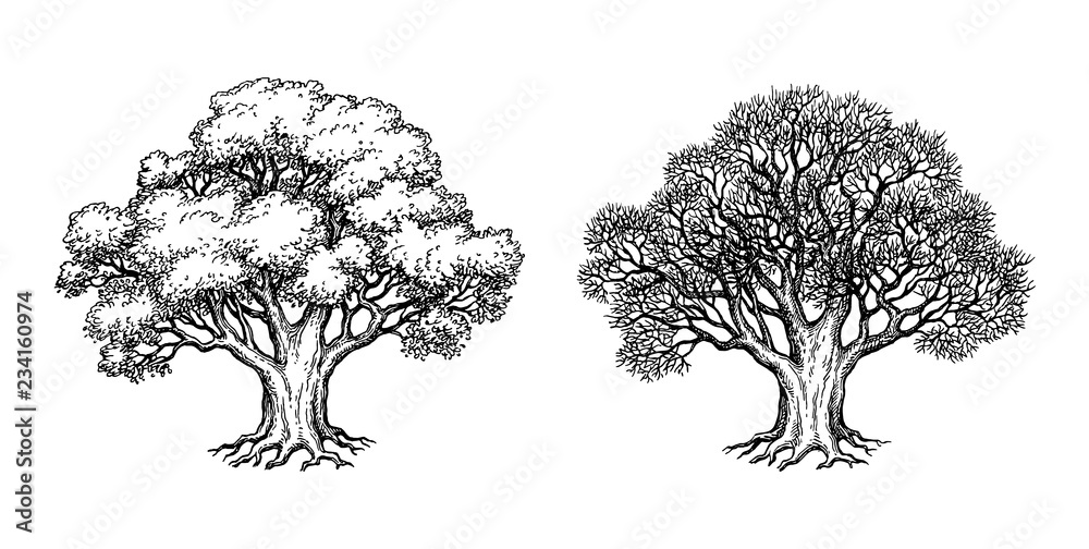 Ink sketch of oak tree. - obrazy, fototapety, plakaty 