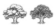 Ink sketch of oak tree.