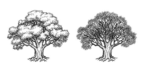 Wall Mural - ink sketch of oak tree.