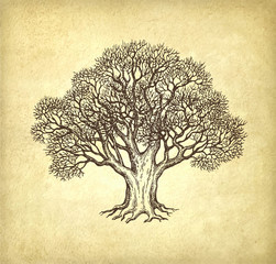 Wall Mural - ink sketch of oak without leaves.