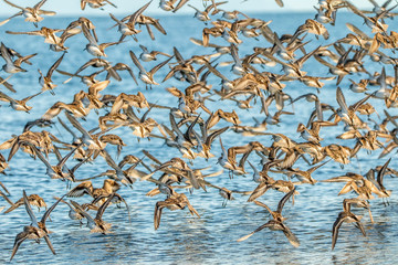 Fling of sandpipers