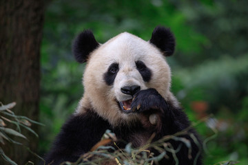 Happy Panda Bear Waving at the Viewer, Bifengxia Panda Reserve in Ya'an - Sichuan Province, China. Endangered Species Animal Conservation, Fluffy cute panda bear waving its paw in the air